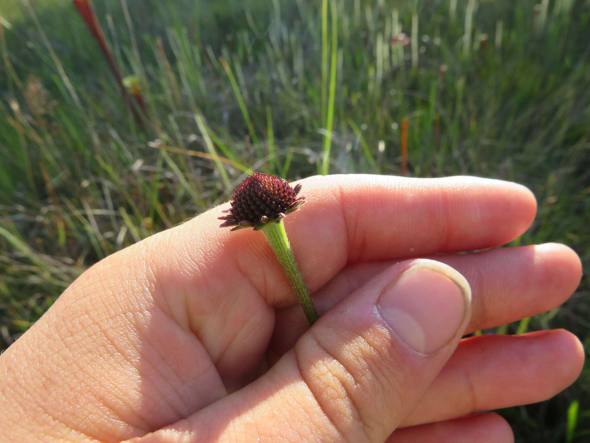 Image of Grass-Leaf Coneflower