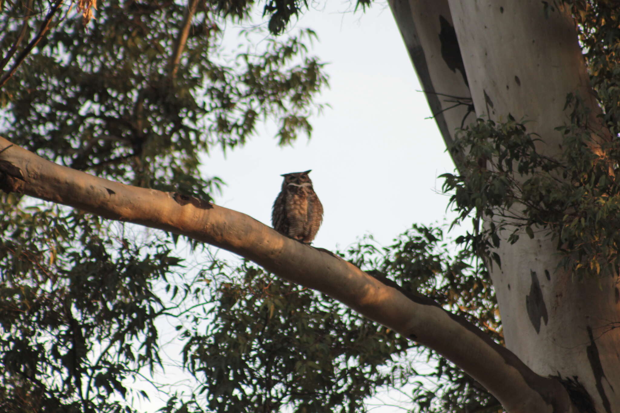 Image of South American Great Horned Owl