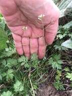 Image of Mouse-ear Cress