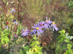 Symphyotrichum ciliolatum (Lindl.) A. Löve & D. Löve的圖片