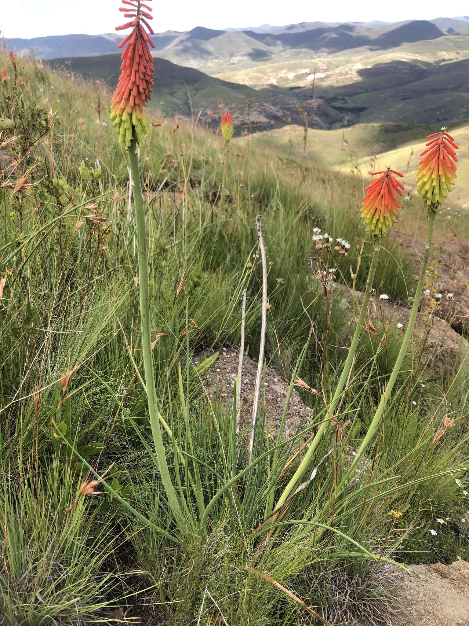 Image of Kniphofia stricta Codd