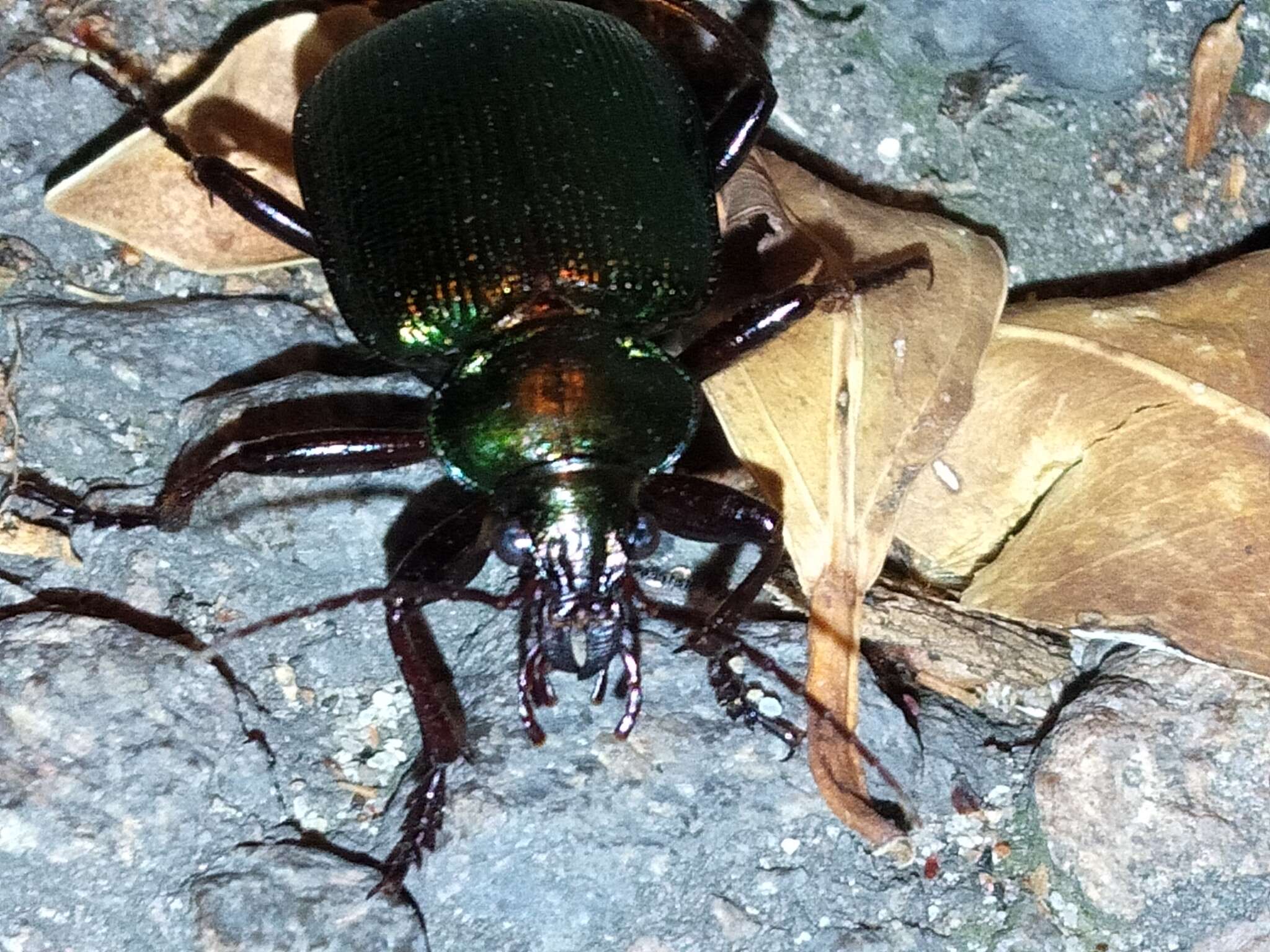 Imagem de Calosoma (Calosoma) schayeri Erichson 1842