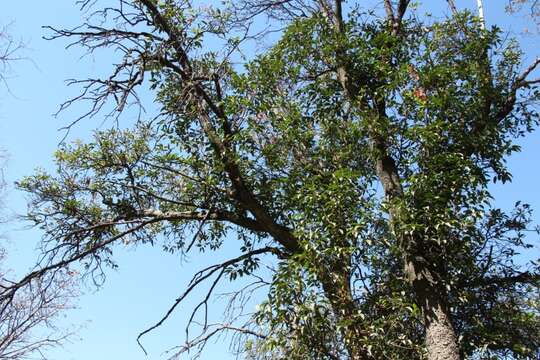 Image of African Almond