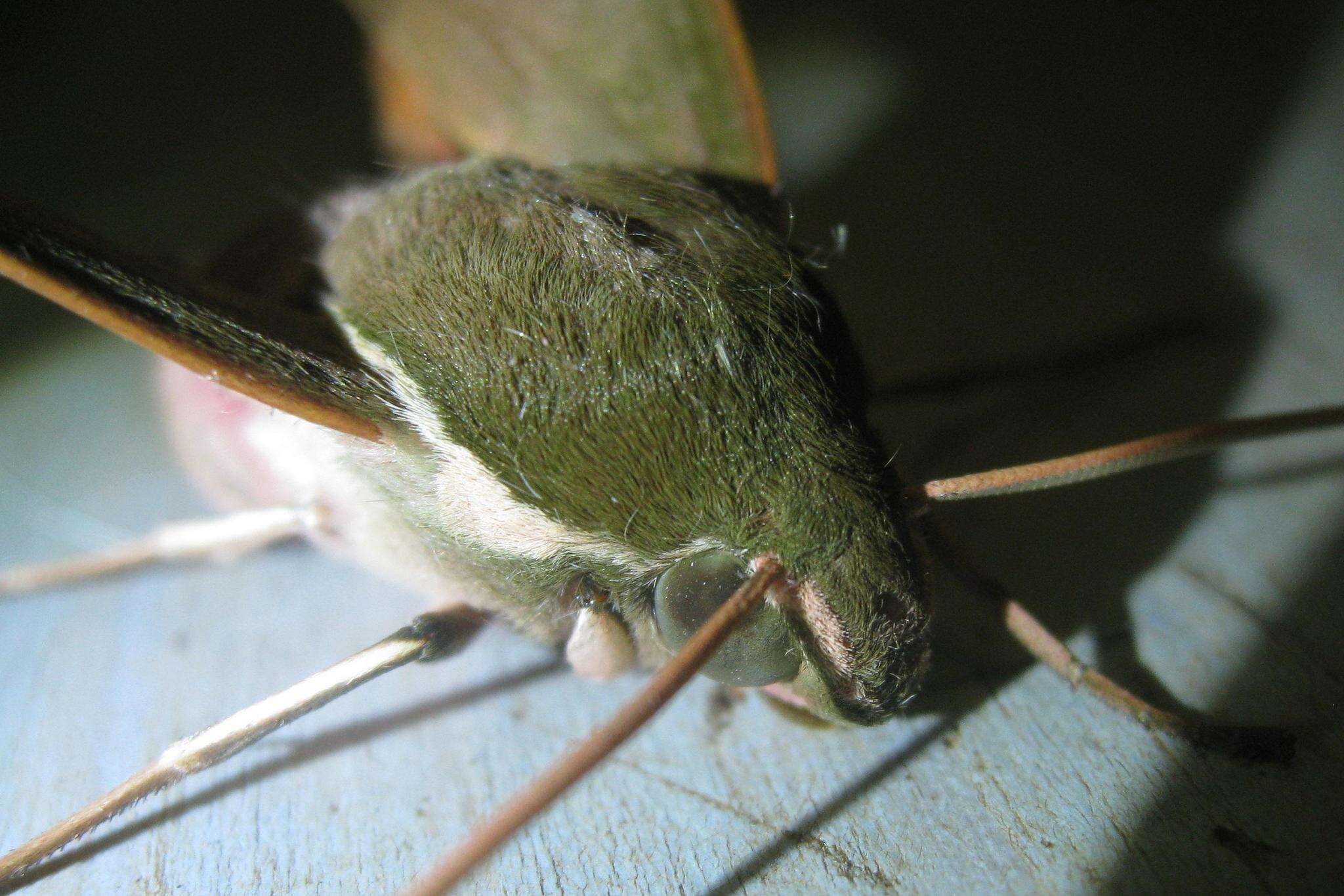 Image of Theretra capensis (Linnaeus 1764)