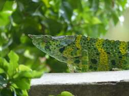 Image of Giant One-Horned Chameleon