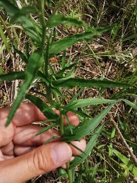 Image of Achillea ptarmica subsp. macrocephala (Rupr.) Heimerl