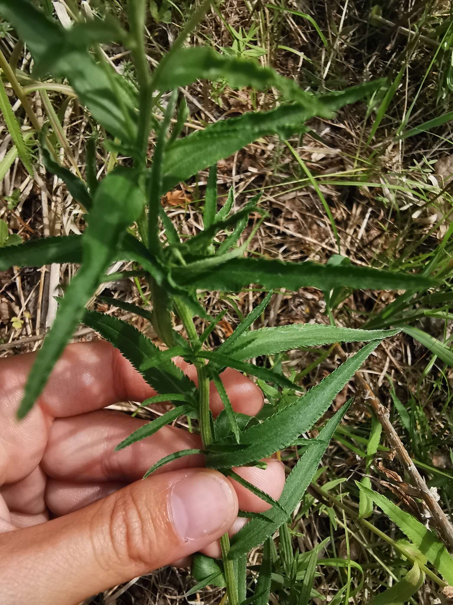 Achillea ptarmica subsp. macrocephala (Rupr.) Heimerl resmi