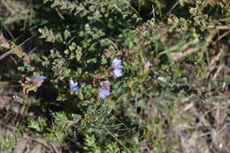 Image of Lobostemon trigonus (Thunb.) Buek