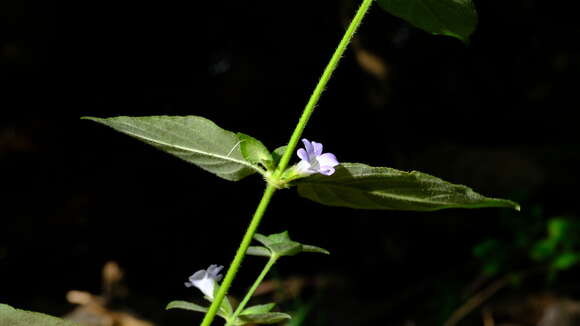 Imagem de Barleria ventricosa Hochst. ex Nees