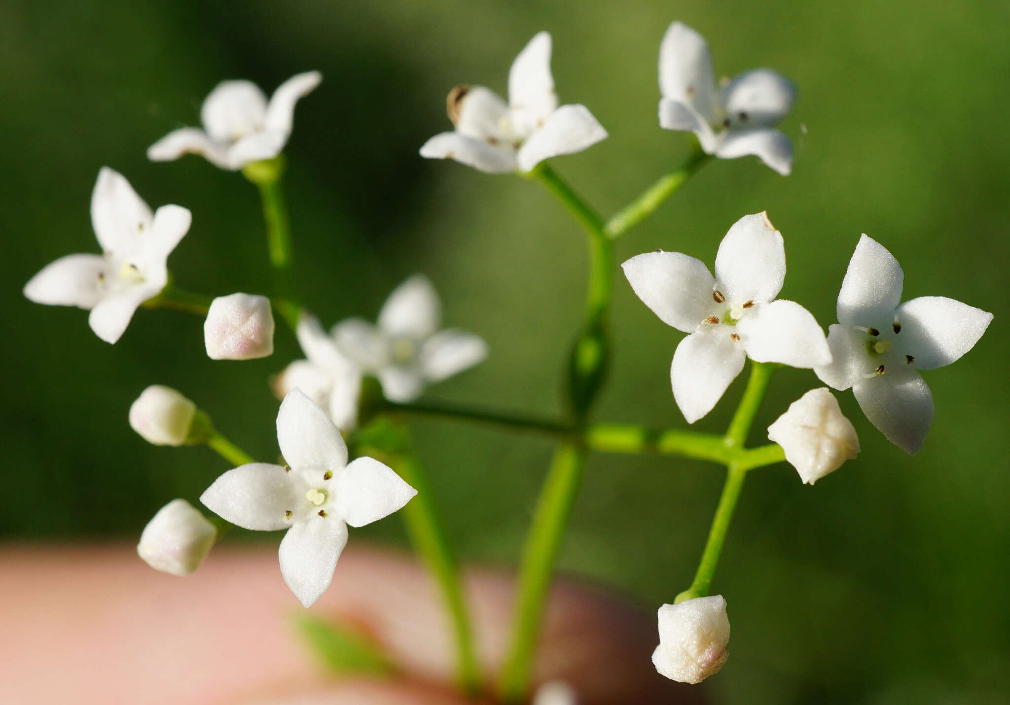 Plancia ëd Galium elongatum C. Presl