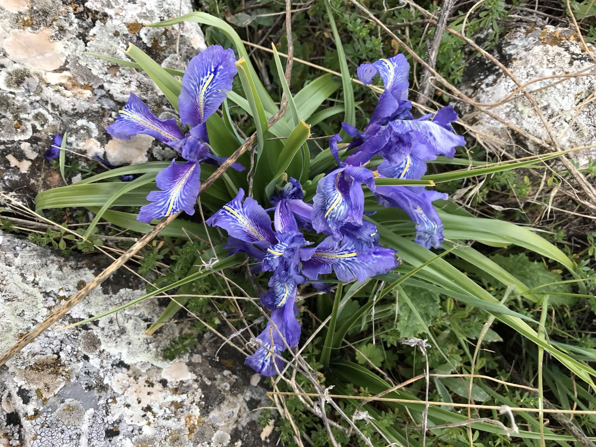 Imagem de Iris planifolia (Mill.) T. Durand & Schinz