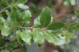 Слика од Quercus chrysolepis Liebm.