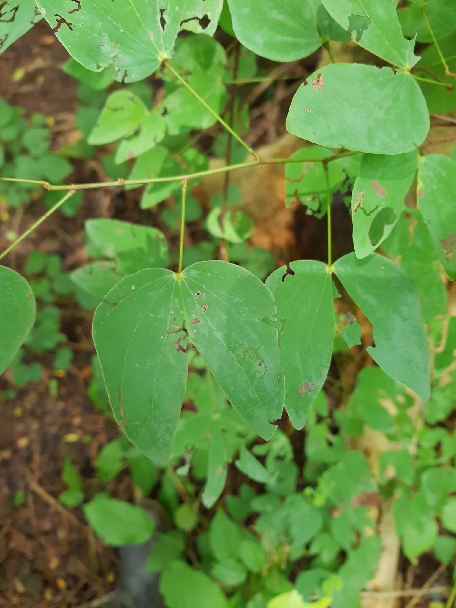 Plancia ëd Bauhinia glabra Jacq.