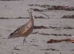 Image of Long-billed Curlew