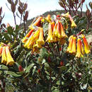 Image of Rhododendron brassii Sleum.