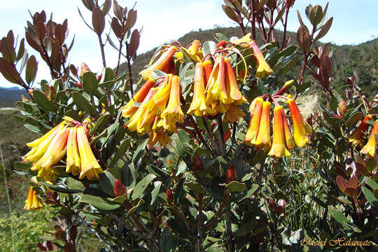 Image de Rhododendron brassii Sleum.