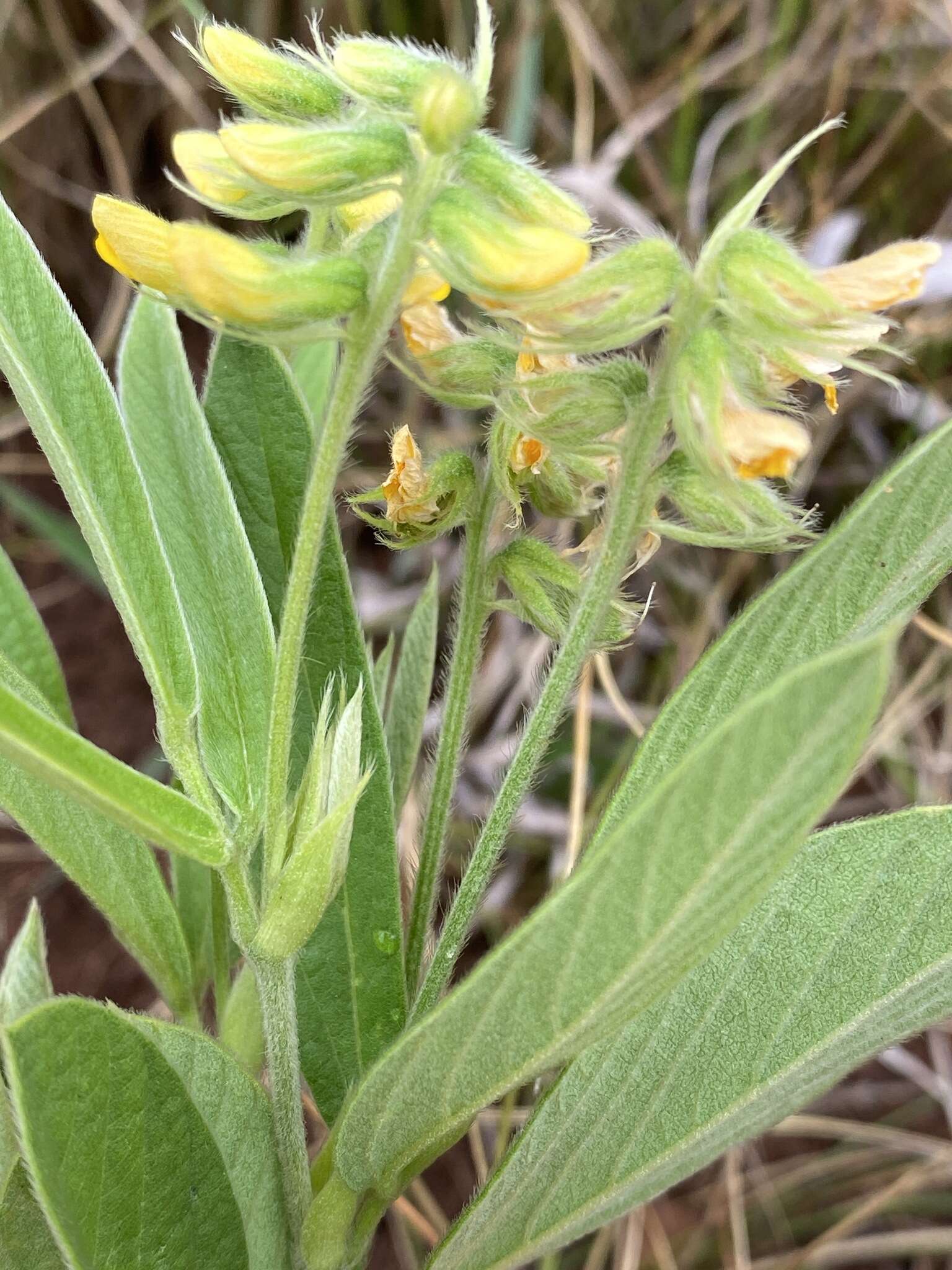 Image of Eriosema ellipticifolium Schinz