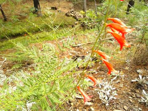 Image of Penstemon wislizenii (A. Gray) Straw