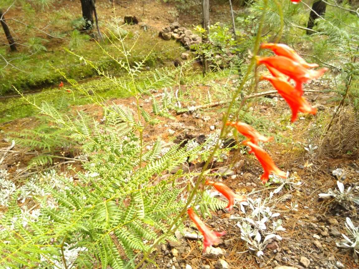 Image of Penstemon wislizenii (A. Gray) Straw