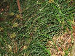 Image of Carex multispiculata Luceño & Martín-Bravo