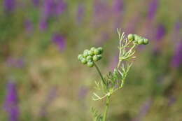 Imagem de Bifora testiculata (L.) Roth