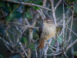 Image of Striolated Tit-Spinetail