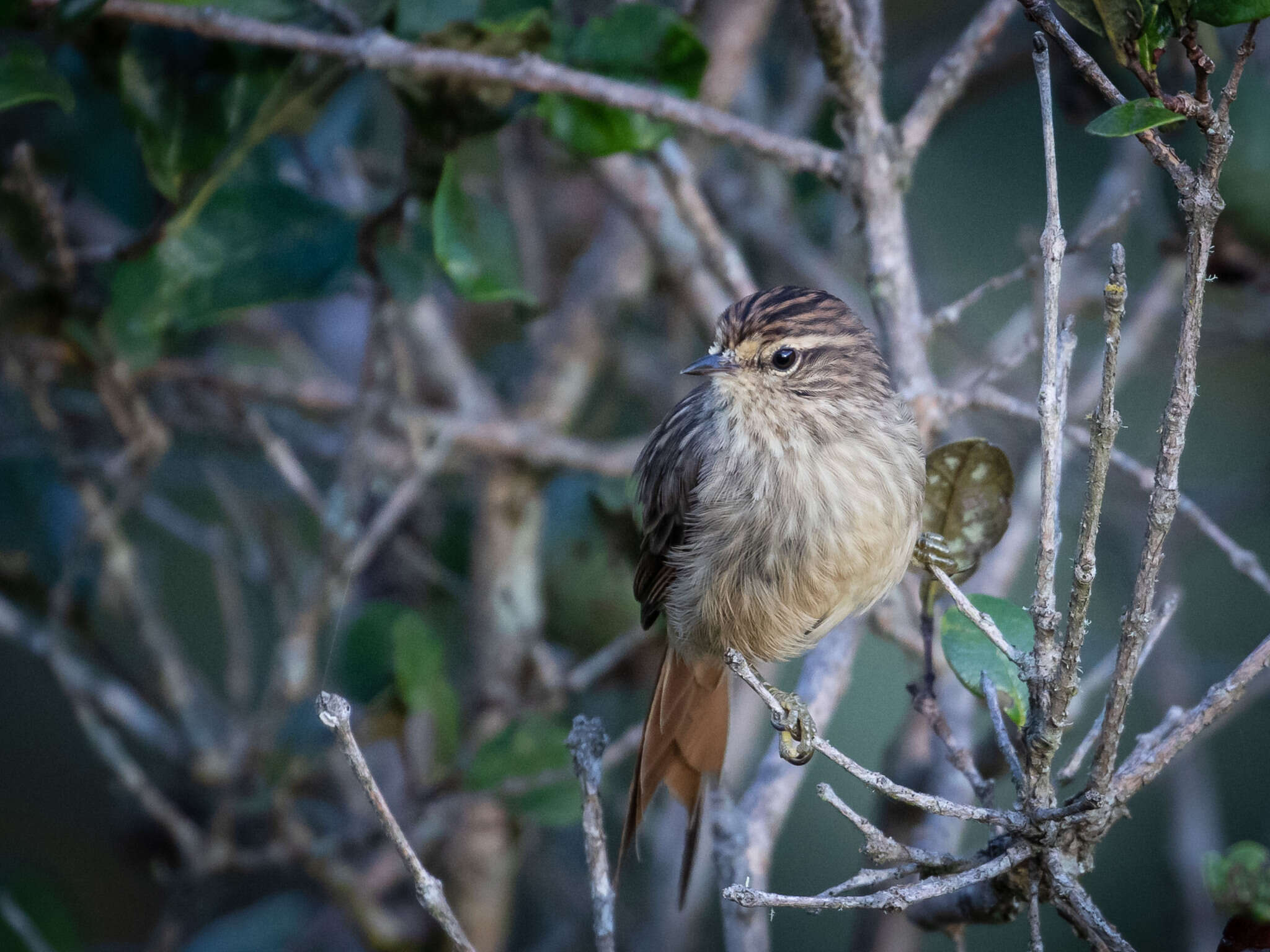 Image of Striolated Tit-Spinetail