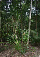 Image de Freycinetia excelsa F. Muell.