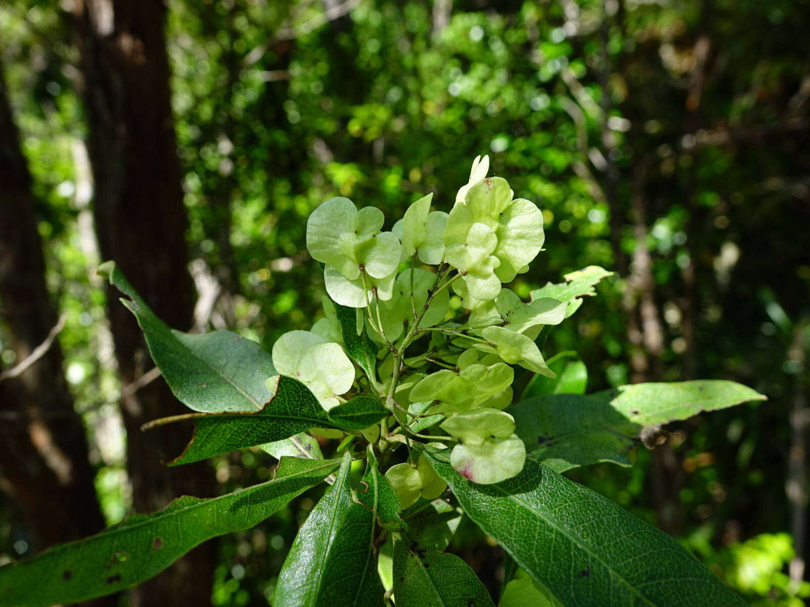 Image of Florida hopbush