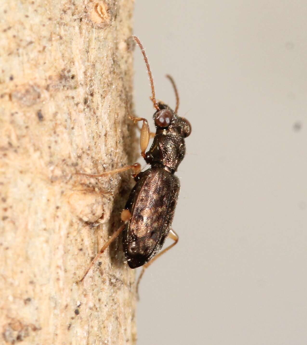 Image of Asaphidion curtum (Heyden 1870)