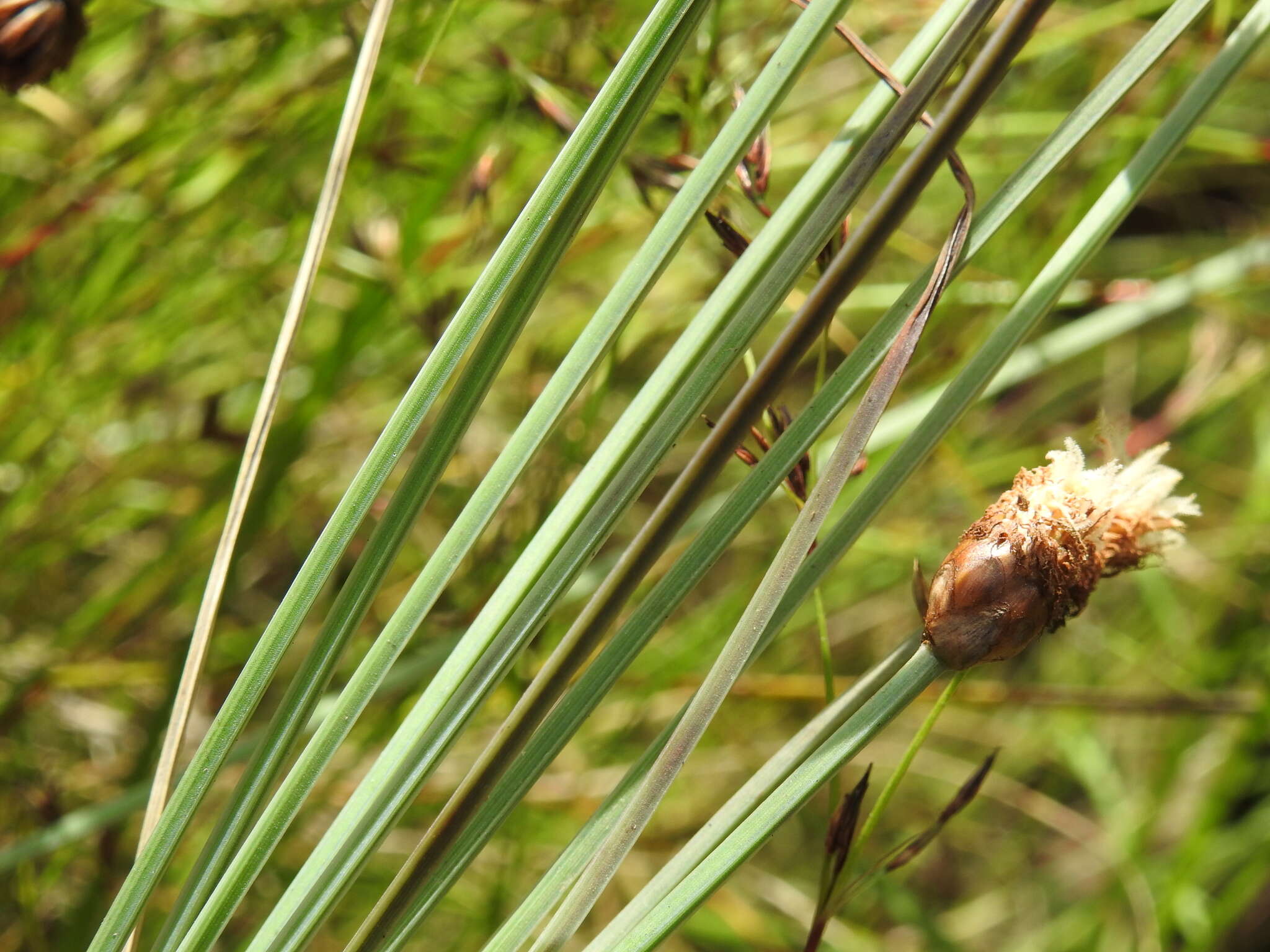 Image of Fimbristylis tetragona R. Br.