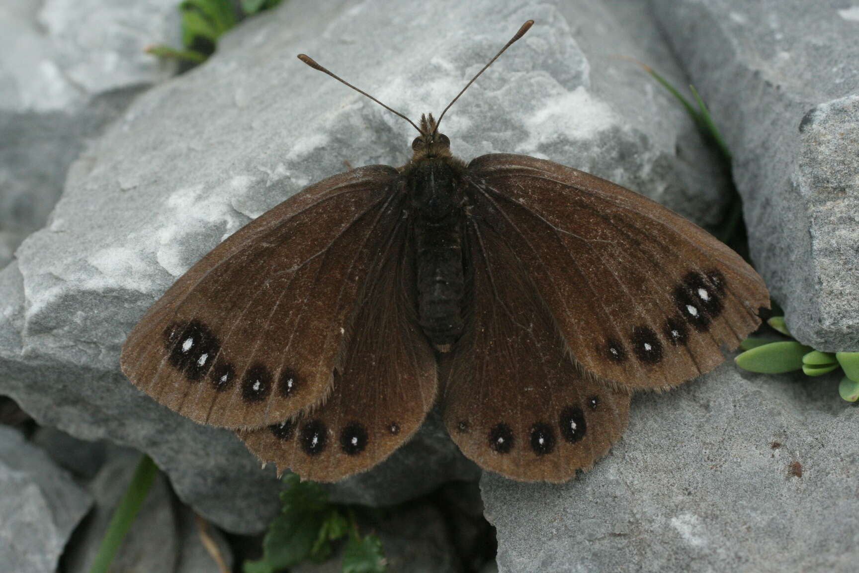 Image of Lefèbvre’s Ringlet