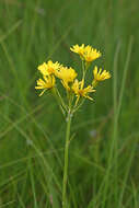 Image of Tephroseris subdentata (Bunge) Holub