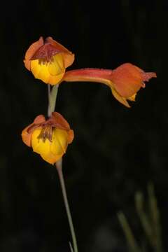 Image of Watsonia humilis Mill.