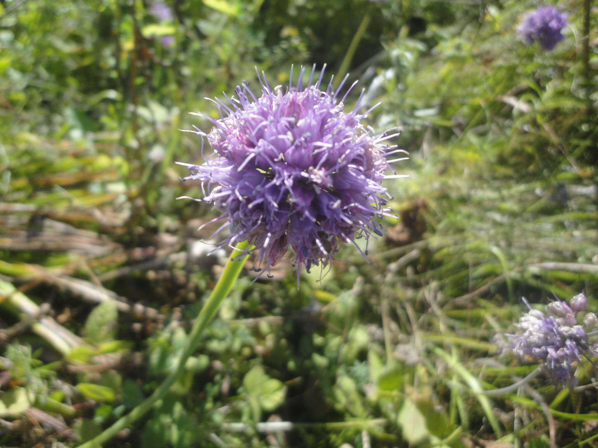 Image of Allium spirale Willd.