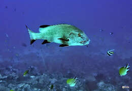 Image of Giant sweetlips