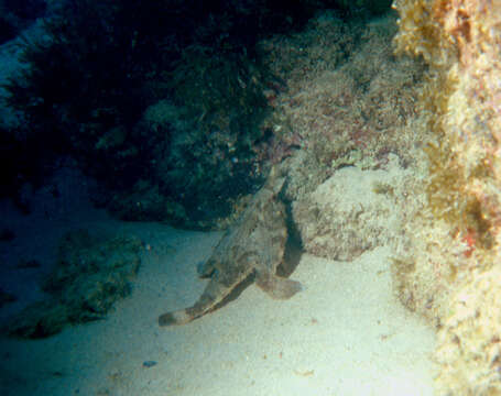 Image of Brazilian batfish