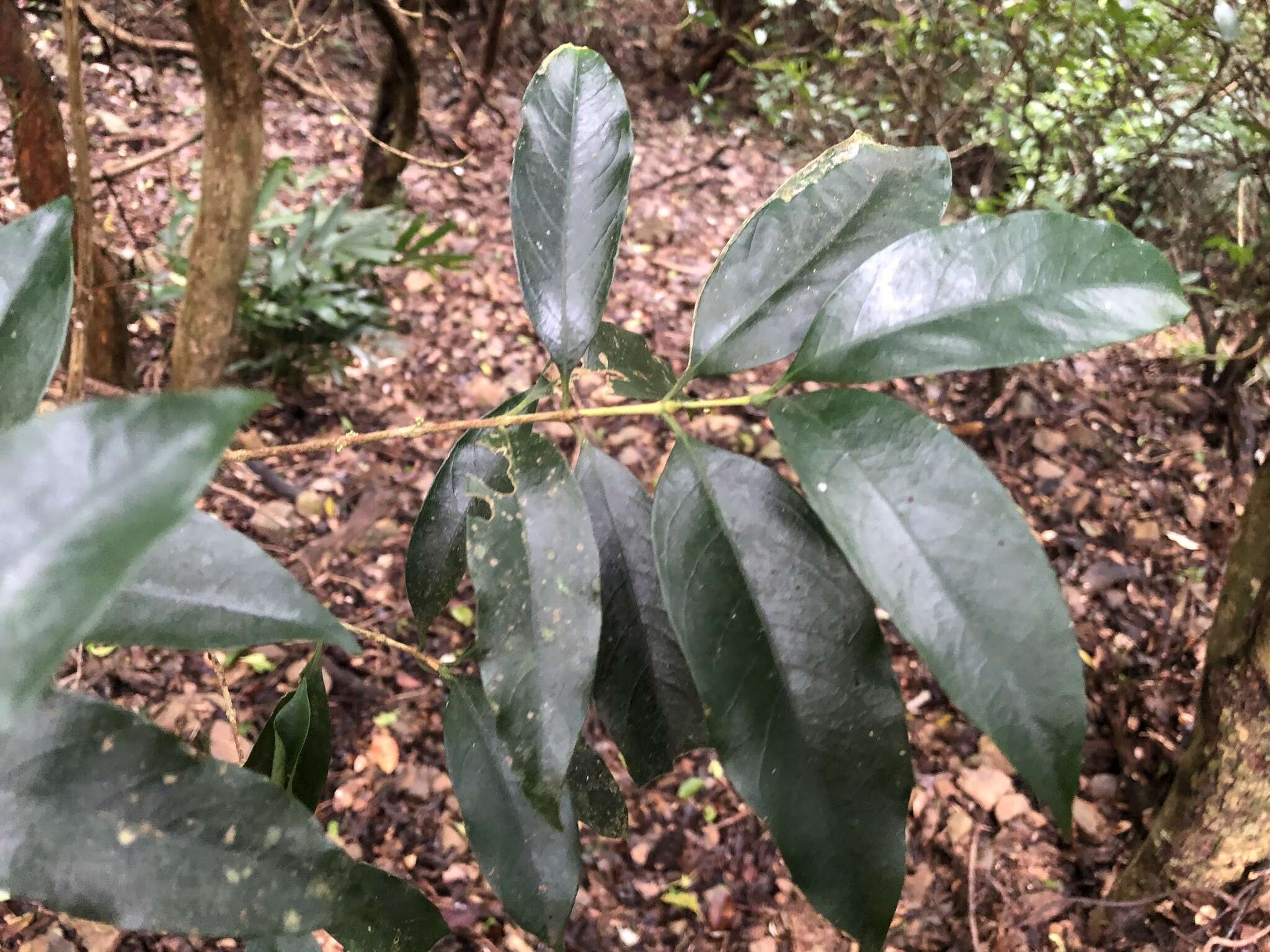 Image of Diplospora dubia (Lindl.) Masam.