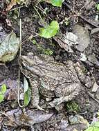 Image of Himalayan Toad