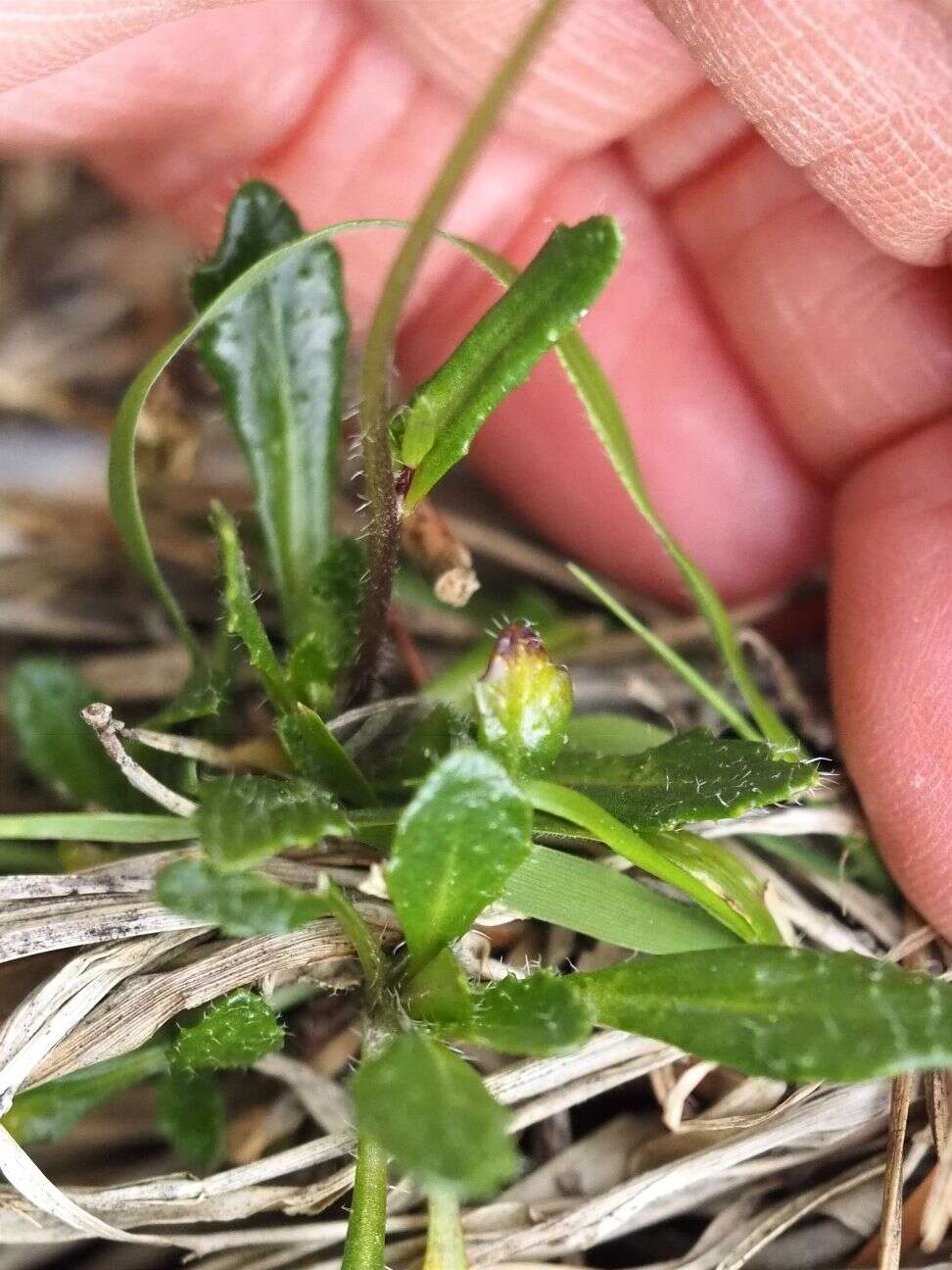 صورة Arabis scabra All.