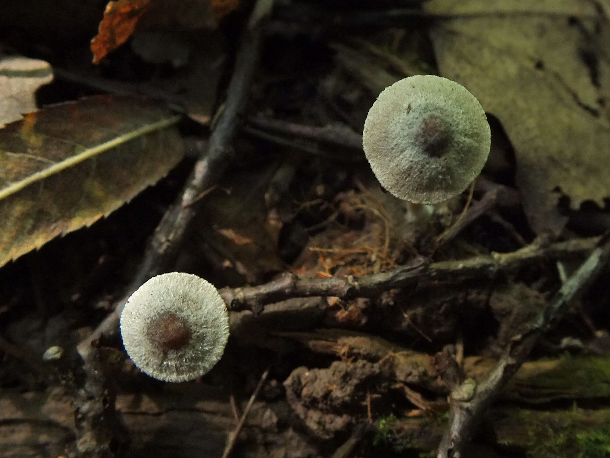 Image of Inocybe petiginosa (Fr.) Gillet 1876