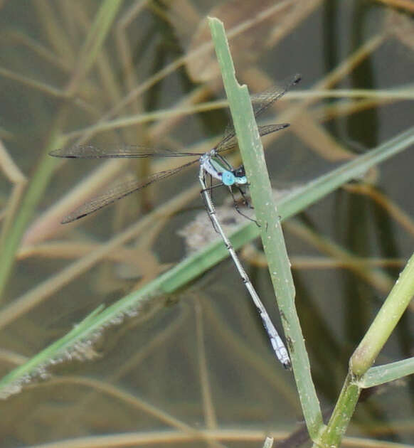 Image of Rainpool Spreadwing