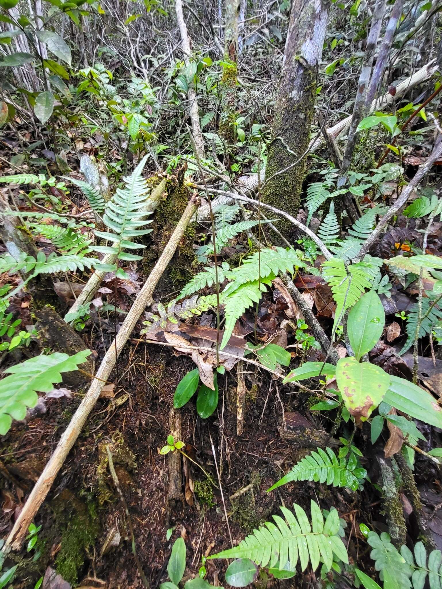 Image of Small Prescott Orchid