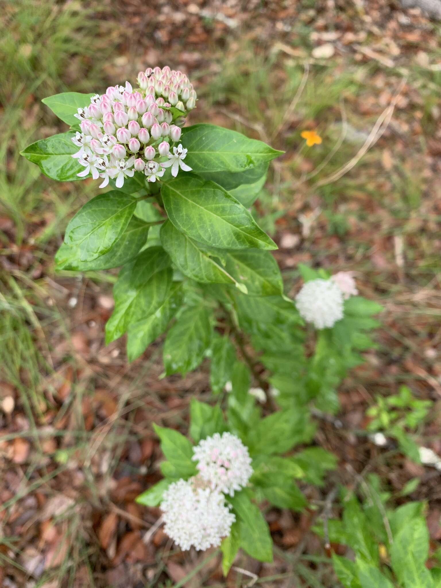 Image of Texas milkweed