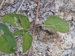 Imagem de Boerhavia gracillima Heimerl