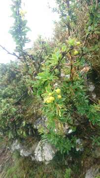 Image of Berberis morrisonensis Hayata