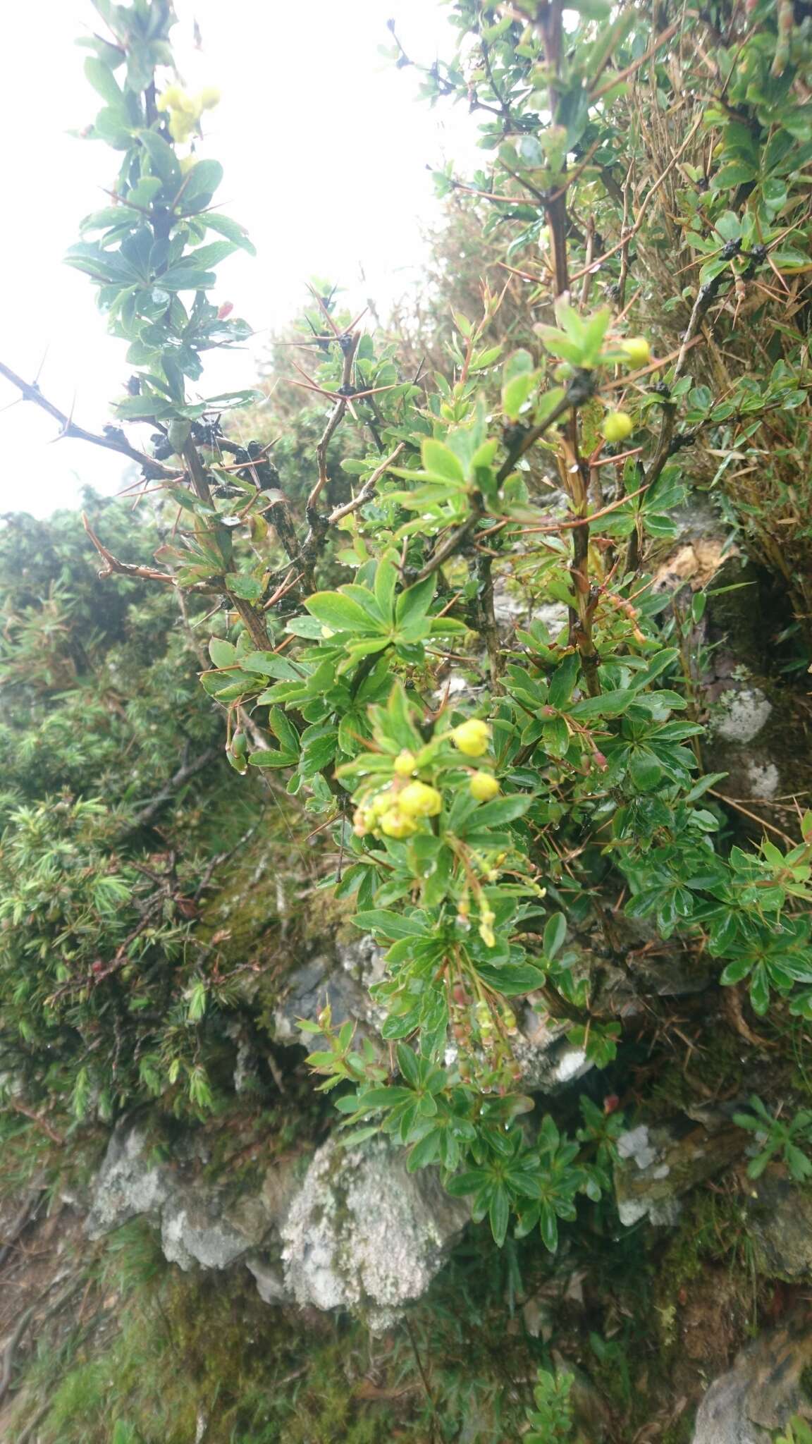 Image de Berberis morrisonensis Hayata