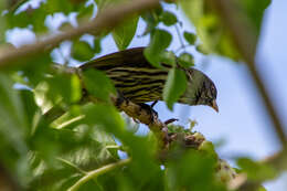 Image of palmchats