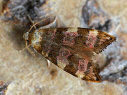 صورة Deuterogonia pudorina Wocke 1857