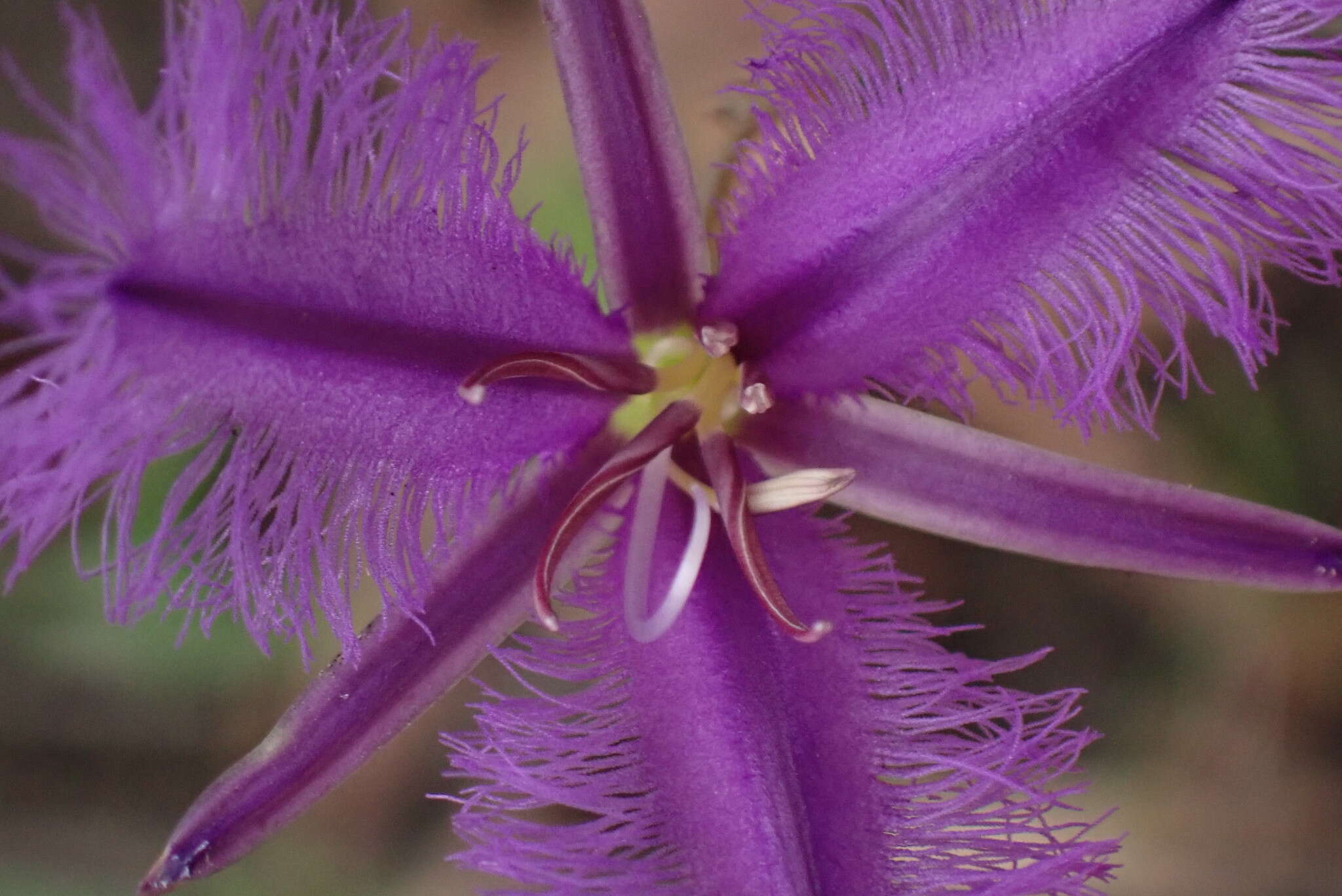 Image of Thysanotus juncifolius (Salisb.) J. H. Willis & Court